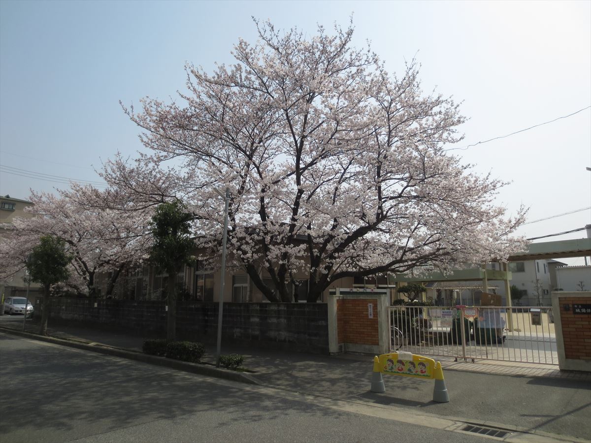 花見に行きます