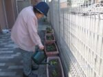 トマト収穫　花植え　2022.7.4