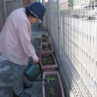 トマト収穫　花植え　2022.7.4