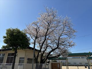 施設近くに桜　2024.4